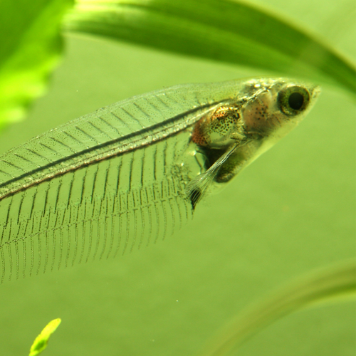 Glass Catfish