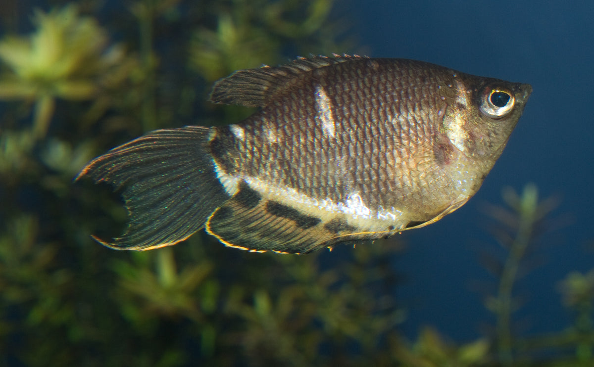 Chocolate Gourami freshwater aquarium fish