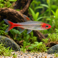 Sawbwa Rasbora — illustrative fish in a natural planted aquarium