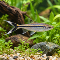 Scissortail Rasbora in a planted aquarium, illustrative image