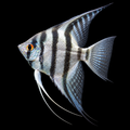 AI-generated representative image of Silver Zebra Angelfish, Pterophyllum scalare; actual supplier fish may vary