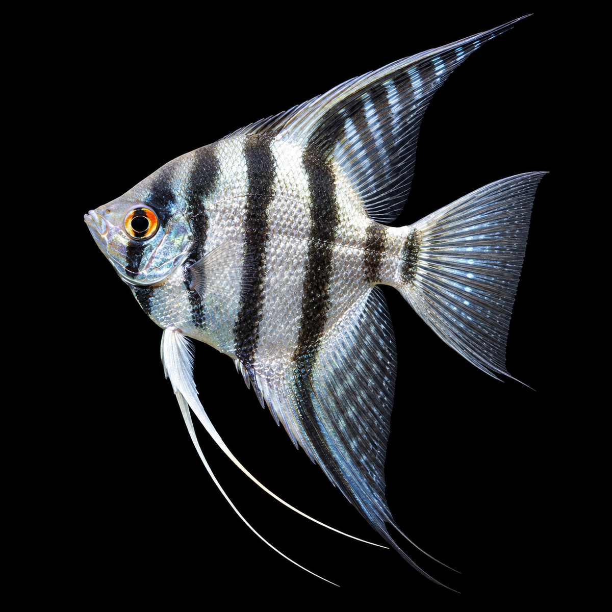AI-generated representative image of Silver Zebra Angelfish, Pterophyllum scalare; actual supplier fish may vary