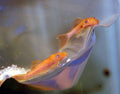 Super Red Shortfin Ancistrus bristlenose pleco