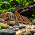 Tiger Redtail Botia with dark tiger bands and orange-red fins in a natural river-style aquarium