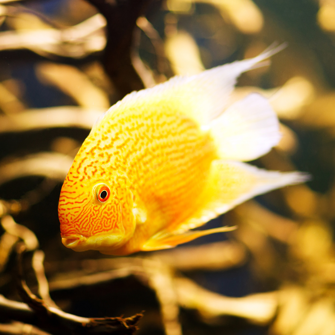 Red Spotted Severum cichlid