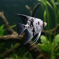 White Marble Angelfish in natural aquarium