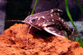 White Spot Raphael Catfish (Agamyxis pectinifrons); photo by Pit one, public domain via Wikimedia Commons